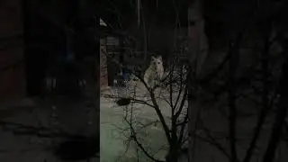 Ночной воробей!!!или кот на дереве.