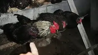КАК СПЯТ куры  индюки чем заняты утки ночью