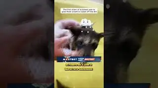 Муж НАШЁЛ ЕНОТОВ У СЕБЯ В СТЕНКЕ ДОМА   Как ЭТО СЛУЧИЛОСЬ 😱