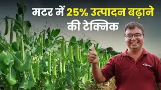 Matar ki kheti 🌱 में 25% वृद्धि करने का तरीका 🤑| Matar ki kheti kaise kare | AgroStar