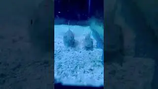 Keep on Sifting! Diamond Gobies