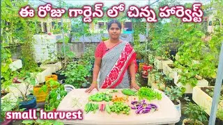 ఈ రోజు టెర్రస్ గార్డెన్ లో చేసిన చిన్న హార్వెస్ట్ |Terrace Garden Harvests