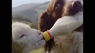 Life Saving Pets Compilation | Funny Cute Moments | CRAZY BLOOPERS