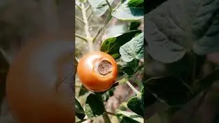 ПОЧЕМУ ЧЕРНЕЕТ 🍅 
