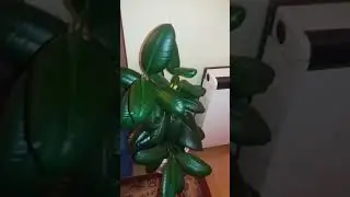 Looking after my plants