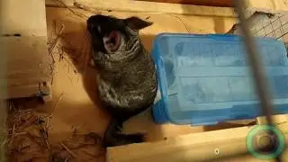 Купание шиншиллы на половину, момент, когда лень зайти целиком в купалку:)
