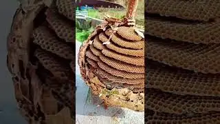 ASIAN HORNET NEST