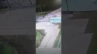 Голодный медведь #bears #humor