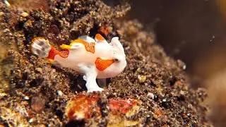 11 Non fish Aquarium Pets | Small Space Pets to Keep in Tank