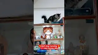 🐈don't stop meowing 🐈billi #shorts