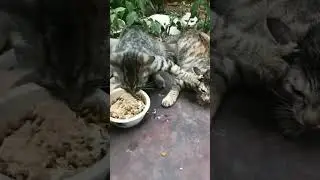 me magi khana dooge #shorts #tiktok #biili #cat #catlover #BIILI
