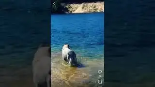Немецкая овчарка и Аляскинский маламут