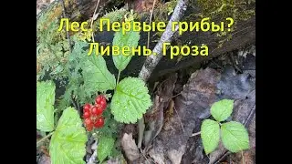 ПЕРВЫЕ ГРИБЫ 2021? ВЕДРО КАРАСЕЙ. ЛИВЕНЬ. ГРОЗА.