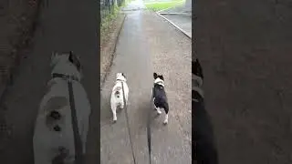 Синхронистки мама и дочь. Французские бульдоги.#pets #собака #bulldog #dogbreed #frenchbulldog