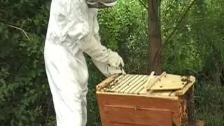 Harvesting Honey from our Cedar Top Bar Bee Hive from www.cedarchickencoop.com