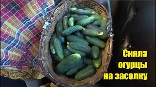 Неохота снимать после стрима. Собираем вишню и крыжовник на компоты. Дни быстро полетают.