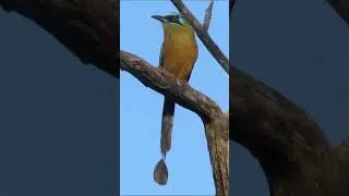 udu de coroa azul
