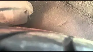 Walbro GSS342 Fuel Pump Noise