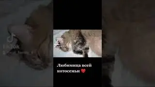 Любимица всей котосемьи ❤️