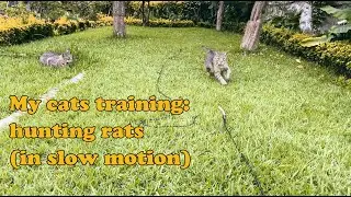My Cats - Rat Hunt Training (in slow motion)