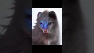 #лиса