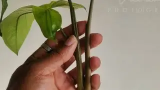 Plantas de Aquário: aprenda a adaptar plantas de jardim para a vida submersa! - parte 2