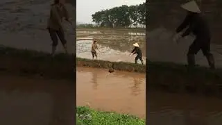 Vietnamese farmer ladies irrigating field in the ancient way 💪🏻👩🏻 #farming