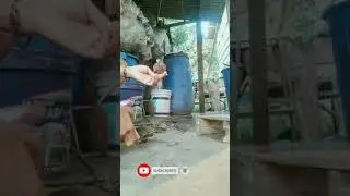 Derkuku jinak lepas alam liar