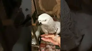 Мой 🦜