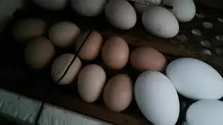 Вывод цыплят Испанских бройлеров кобб
