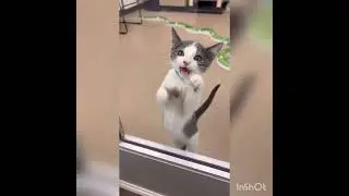 funny cat ##kitten #kitty #pets #catlover #kittycat #lovelypets #catgame #catgame