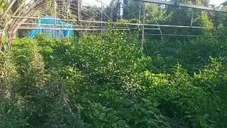 биогумус нима учун керак 1,5 тонна биогумус олган хамкоримиз фойдасини билиб колибди