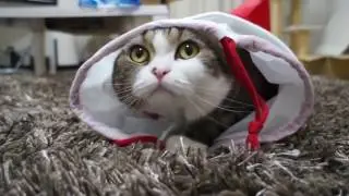 Самый смешной кот