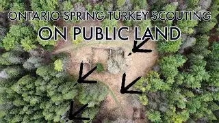 Spring In Ontario PUBLIC LAND Scouting - Gobbling Turkeys - #ihunterapp