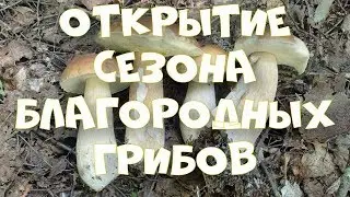 Грибы 2019. Открытие сезона благородных грибов. Боровики и подосиновики