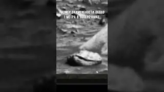 Окаменевший моллюск на Марсе
