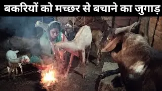 बकरियों को मच्छर से बचाने का जुगाड़।।।omprakash ausar is live। #omprakashausar