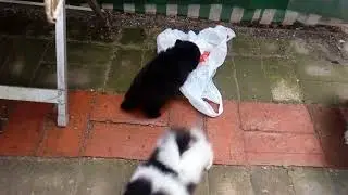щены, боря , муля
