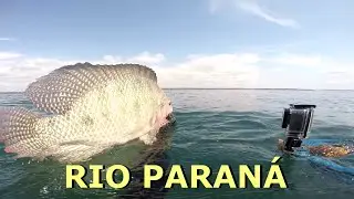 Pesca Sub - Rio Paraná  | FAMA SUB | #pescasub #rioparaná #fishing