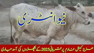 Qurbani 2025 k bachdion ki Aziz Cattle Farm Pr Amad Jari hy