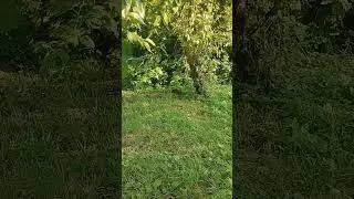 Пришел гость #Ёжик 🦔🦔🦔