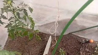 30 мая в огороде💐🍅🥒🍆🌶