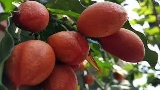 Pohon Buah Kacang Amazon Atau Kacang Almond