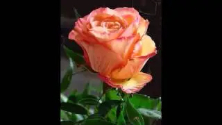 капельки слезинки