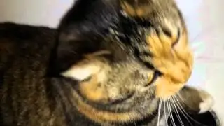 Cat with bath toy