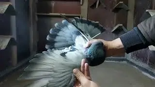 Николаевские голуби.Обзор моих сизых сплошных.