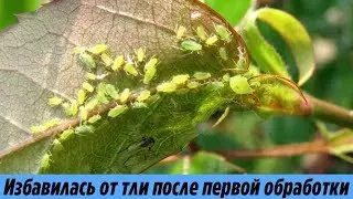Как избавиться от тли сразу после первой обработки Самый эффективный и проверенный годами способ