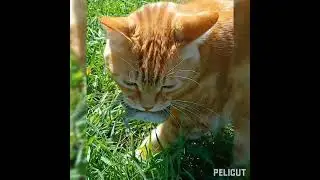 КОТЫ и МЫШКА! #котики #кошкимышки  #животныймир #игры  #октябрь #рыжийкот #ватсон