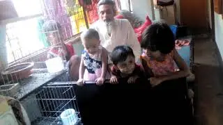 Fighters play with my pigeon.....