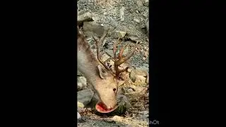 #2024 #animals #best #video #photography #follow #instagram #life #time #tiktok #family #nature